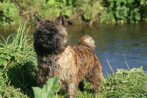 Cairn Terrier Vom Farbenspiel Cairn Crazy 9 Cairn Terrier