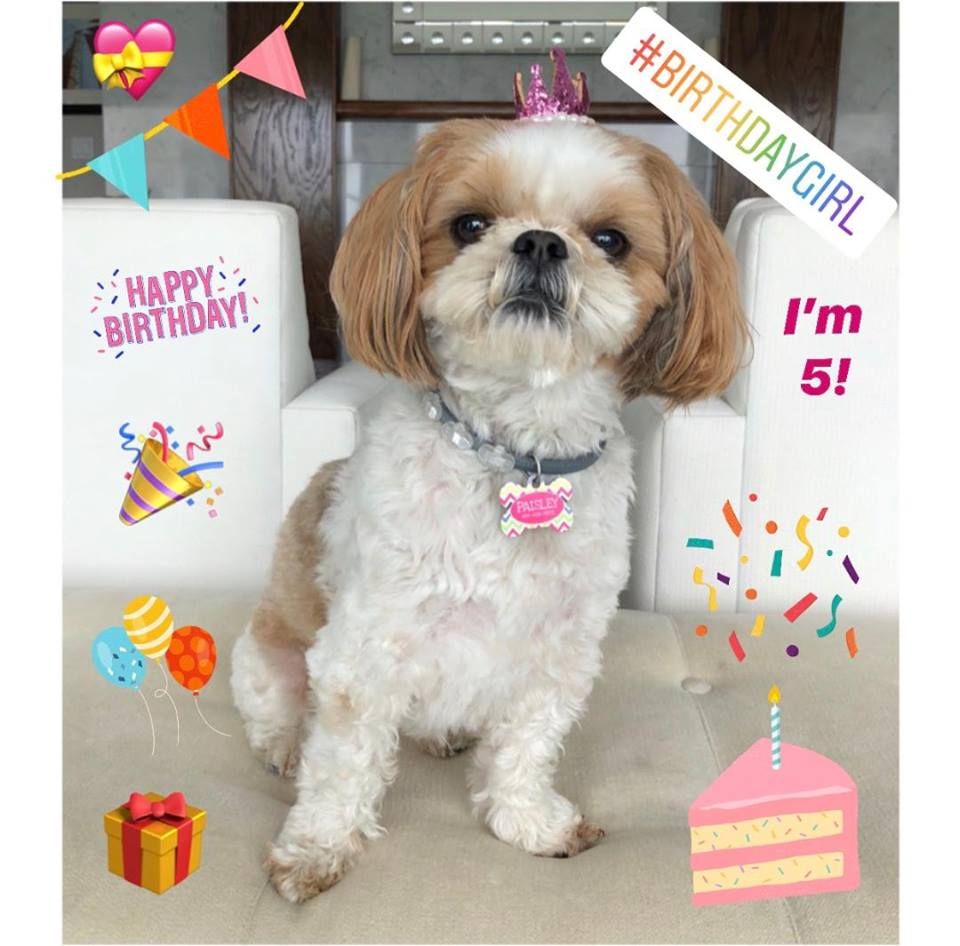 Gold And White Shih Tzu From Glory Ridge Therapy Dogs Gold And White Shih Tzu From Glory
