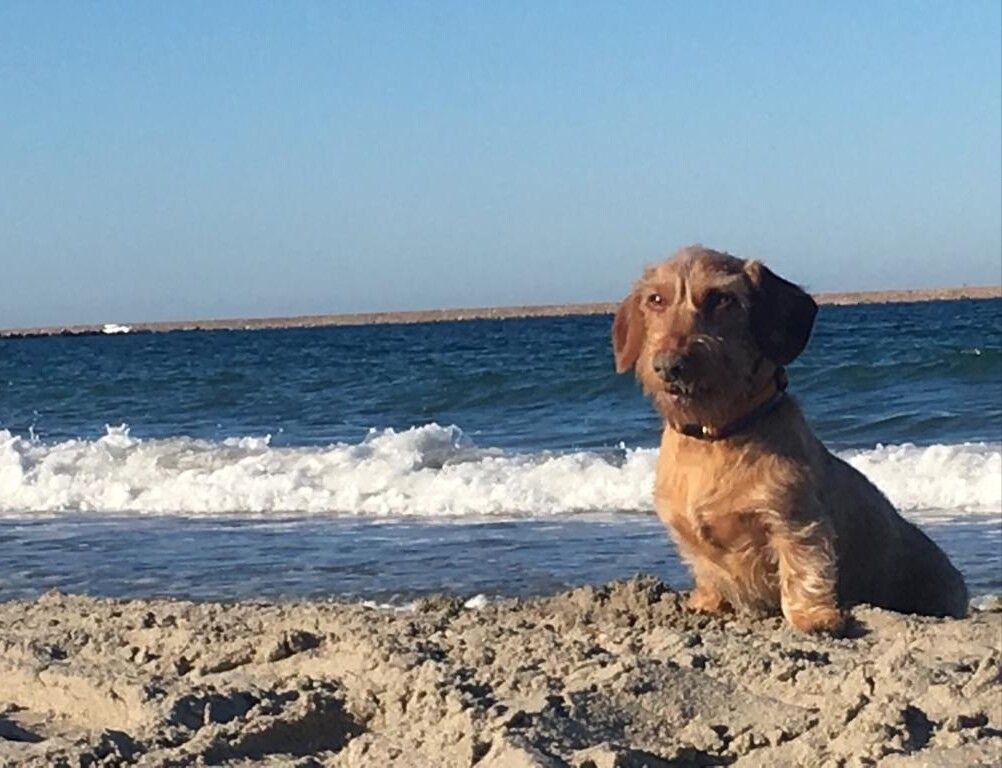 27 Ideas De Perros En La Playa Perros Fotos De Perros Playa