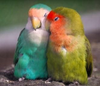 Lovebirds With Images Birds Beautiful Birds Pet Birds