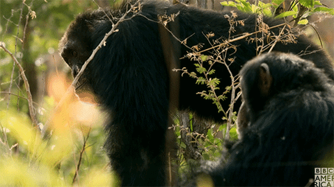 David Has Allies Now Older Males Ready To Step Up And Fight With Him Dynasties Chimpanzee Bbc America Video Trailer Behind The Scenes