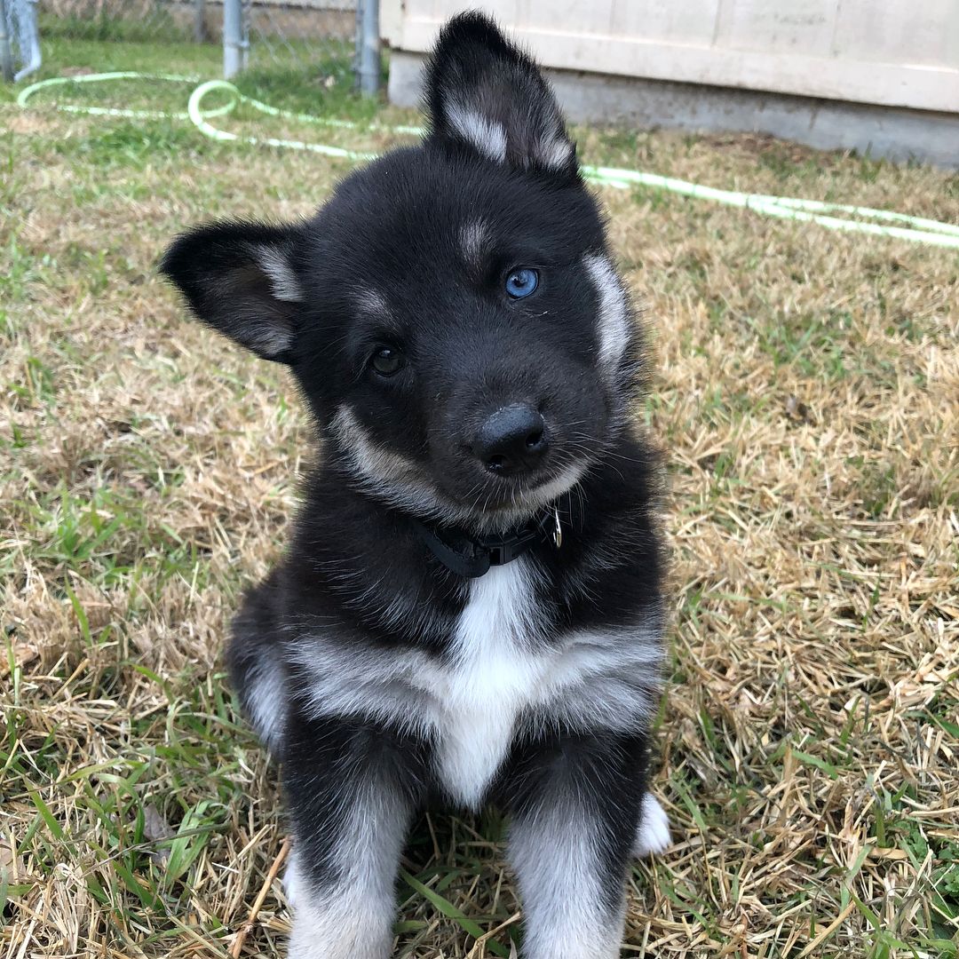 Gerberian Shepsky Newfoundland Husky Mix
