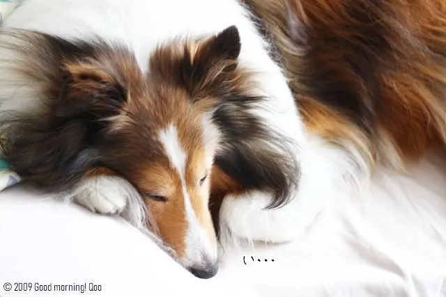 シェルティ 子犬 散歩 Odc シェルティ 子犬 散歩 Odc