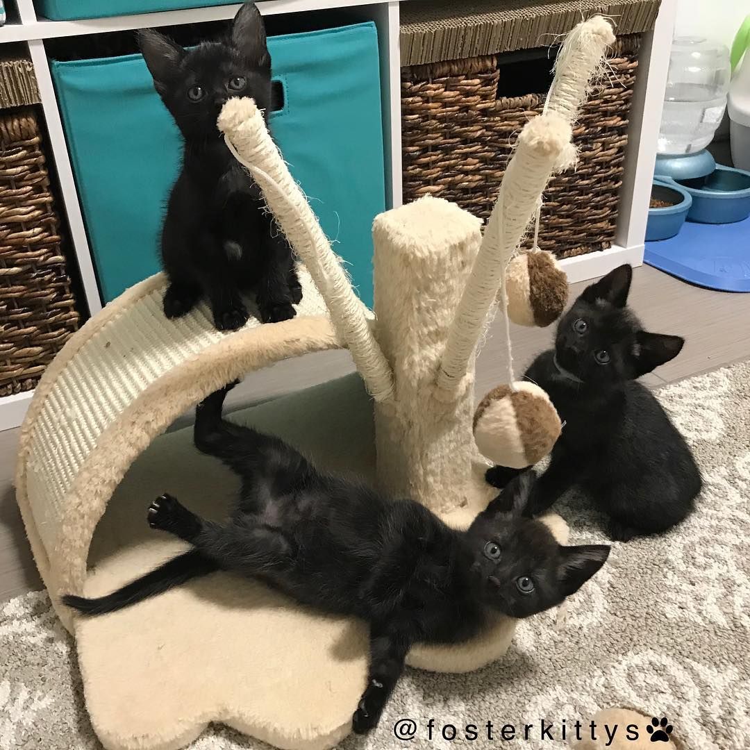 Even a kitty foster parent with years of experience had