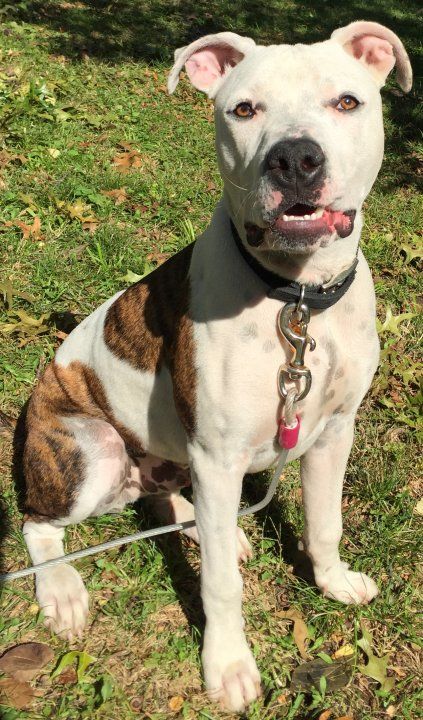 Pin On Pitties Of Mpr