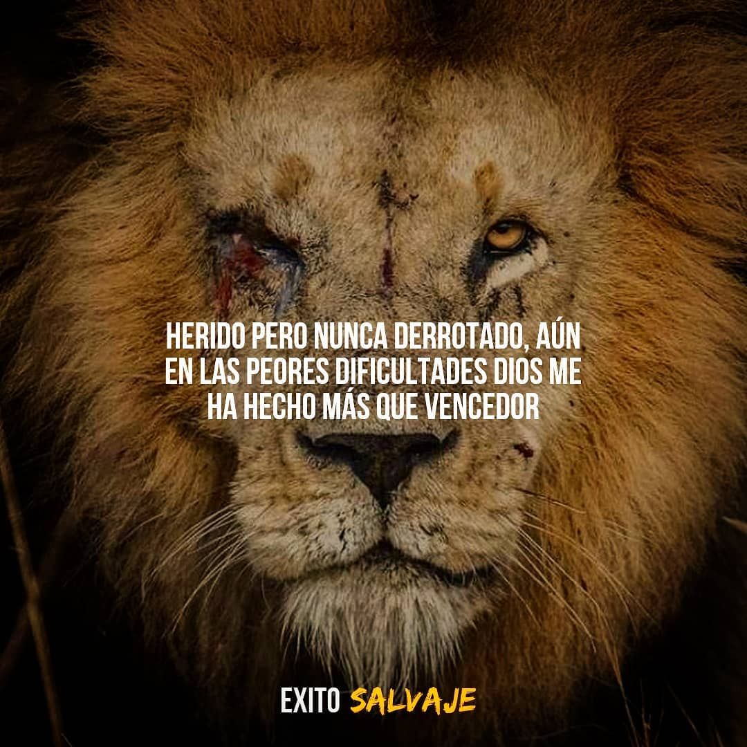 ?PUEDES ESTAR HERIDO PERO NO TE DERROTARON. SIGUE ADELANTE . . RUGEEEE . .  ETIQUETA A UN AMIGO PARA QUE SEA PAR… | Estar herido, Pareja de leones,  Frases de leones