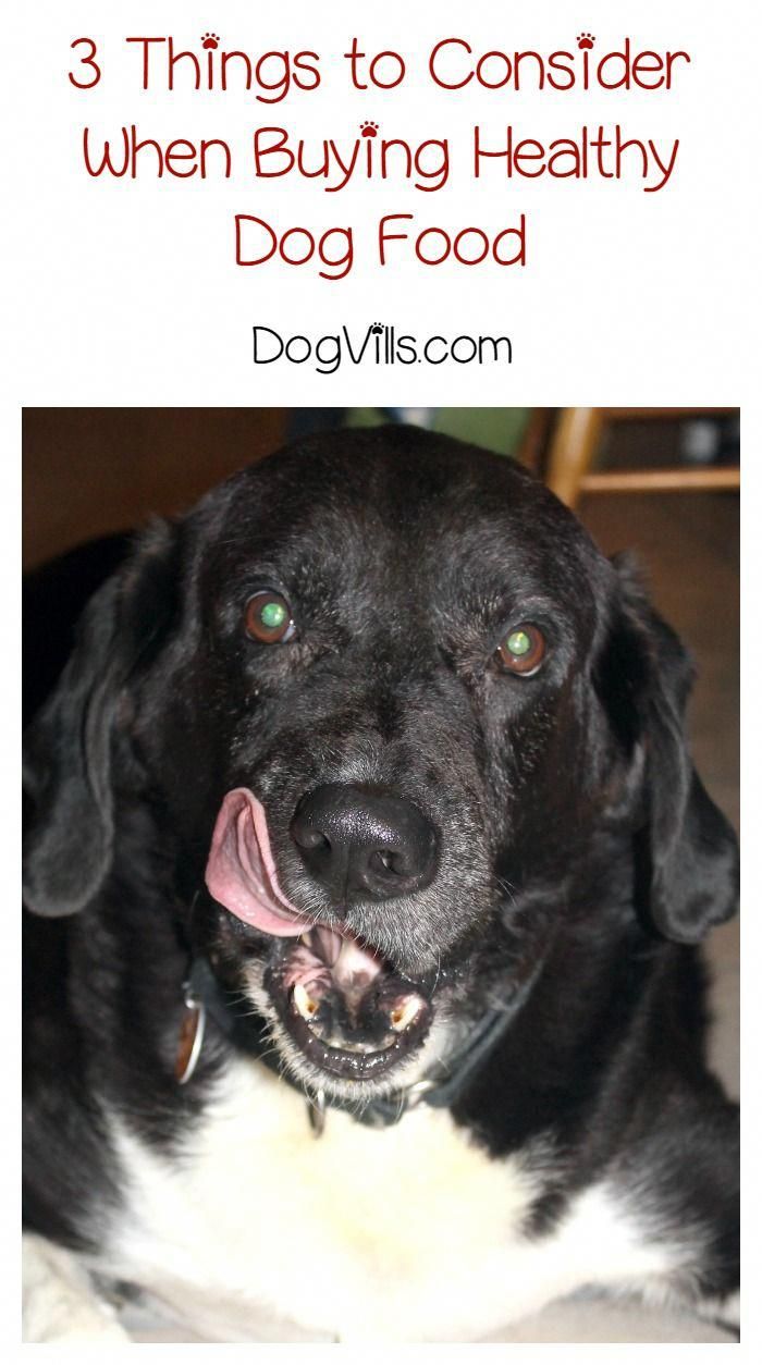 3 Simple Dog Training Tips That Will Change Your Dogs In