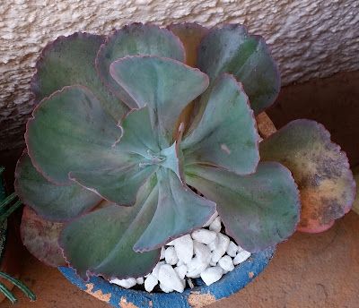15 Super dicas para ter suas suculentas sempre lindas - Diário de uma Sementeira Echeveria, Succulents, Plants, Videos, Interior, Small Front Gardens, Small Gardens, Vertical Gardens, Plant Identification