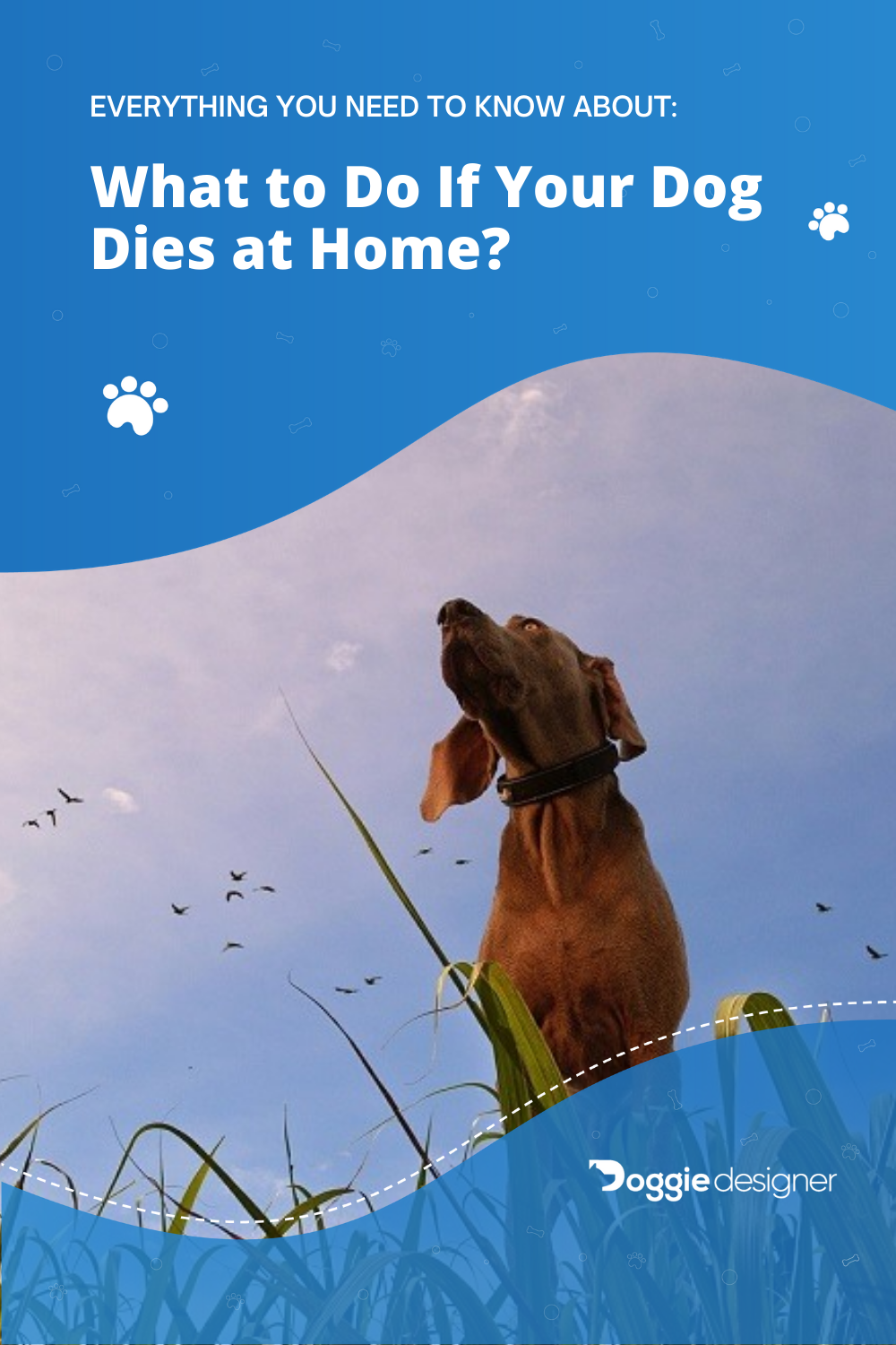 what to do when dog dies at home