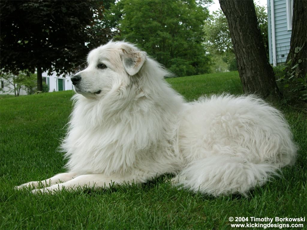 Animals Desktop Wallpaper 1280 X 1024 1600 X 1200 Great Pyrenees