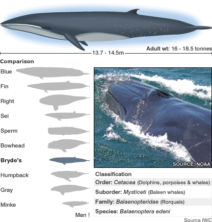 Whale Scale Whale Fin Whale Whale Species