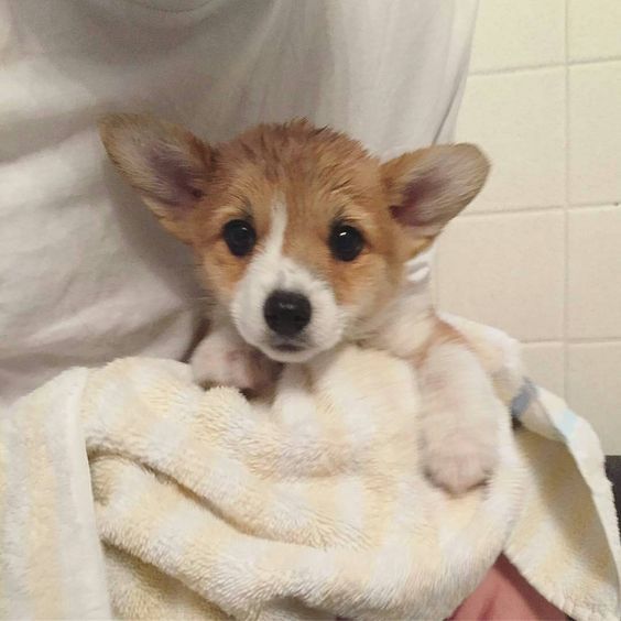 Dog Grooming & Bathing : Target Dog Grooming & Bathing : Target