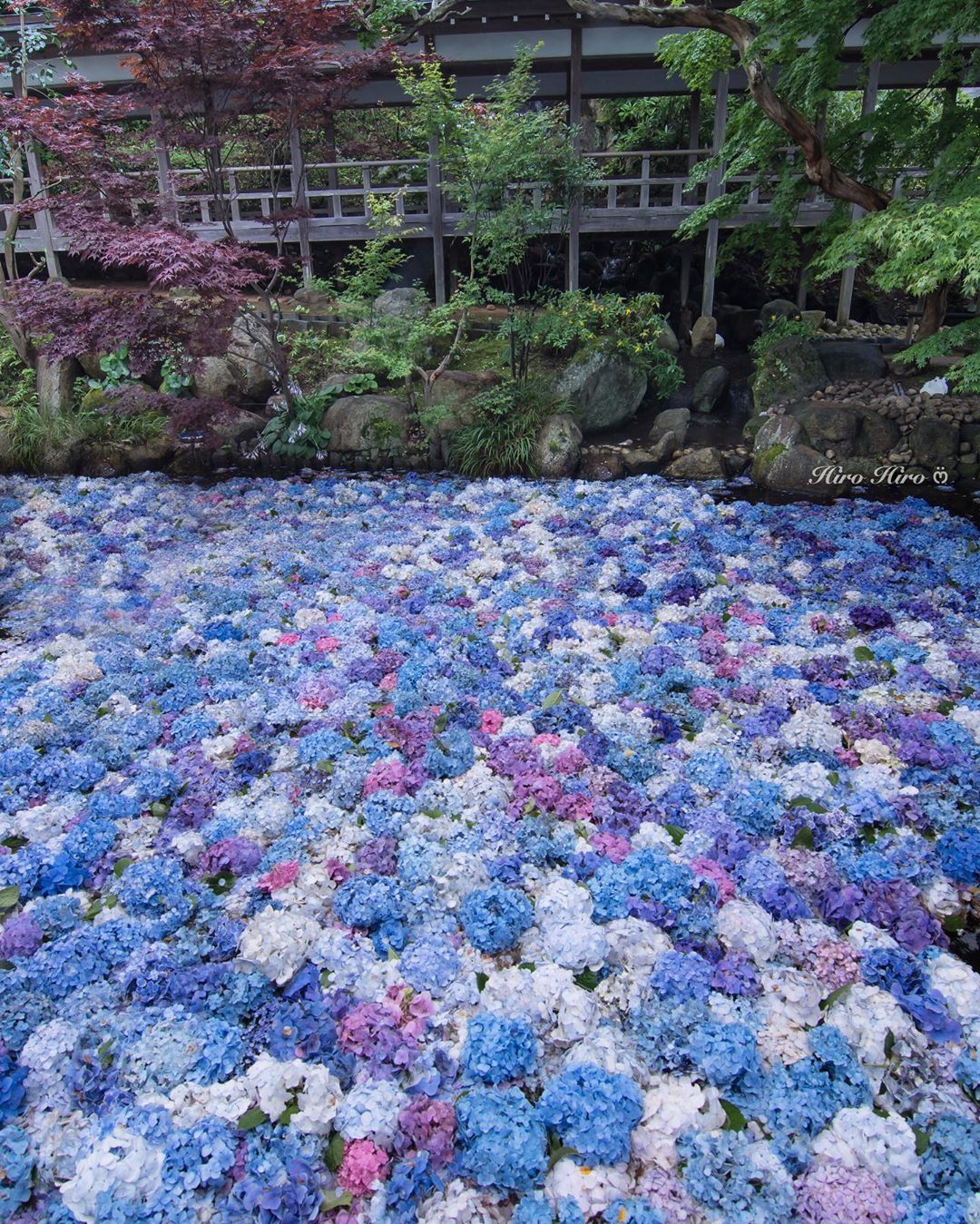 H Hirohiro On Instagram 雨引観音 雨引山楽法寺 約10種3 000株のあじさいが 境内やその周囲を埋め尽くし 色鮮やかに彩る雨引観音に 初めて 行ってきました Outdoor Decor Outdoor Flowers H Hirohiro On Instagram 雨引観音 雨引山楽法寺 約10種3 000株のあじさいが 境内やその周囲を埋め尽くし 色鮮やかに彩る雨引観音に 初めて 行ってきました Outdoor Decor Outdoor Flowers