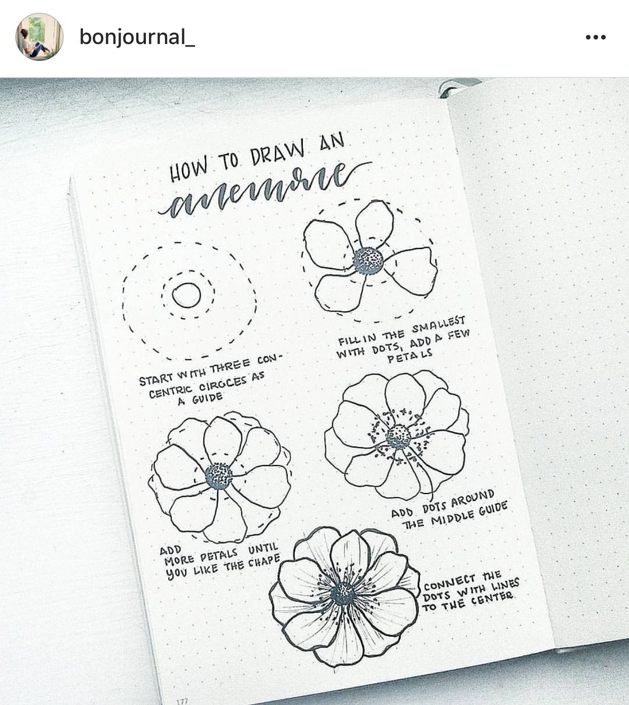 How To Draw An Anemone Flower Flower Drawing Tutorials Flower