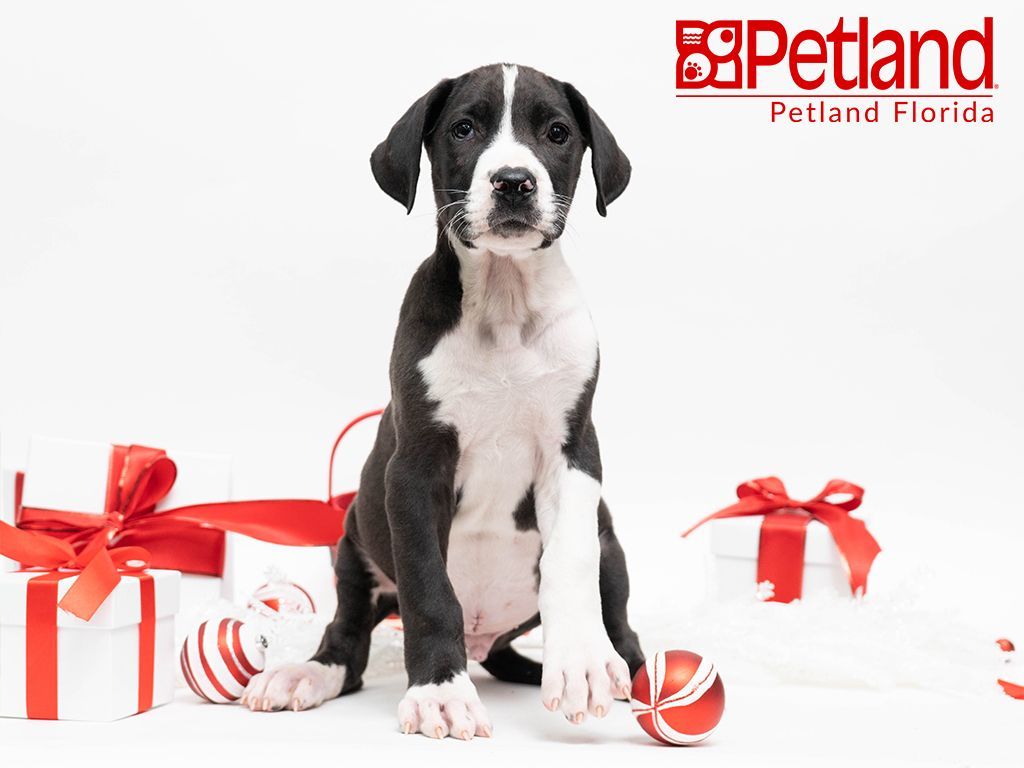 Petland Florida Has Great Dane Puppies For Sale Check Out All Our