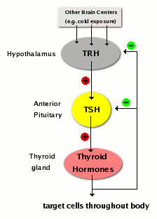 thyroid hormone synthesis pathway control of thyroid hor thyroid hormone flow chart