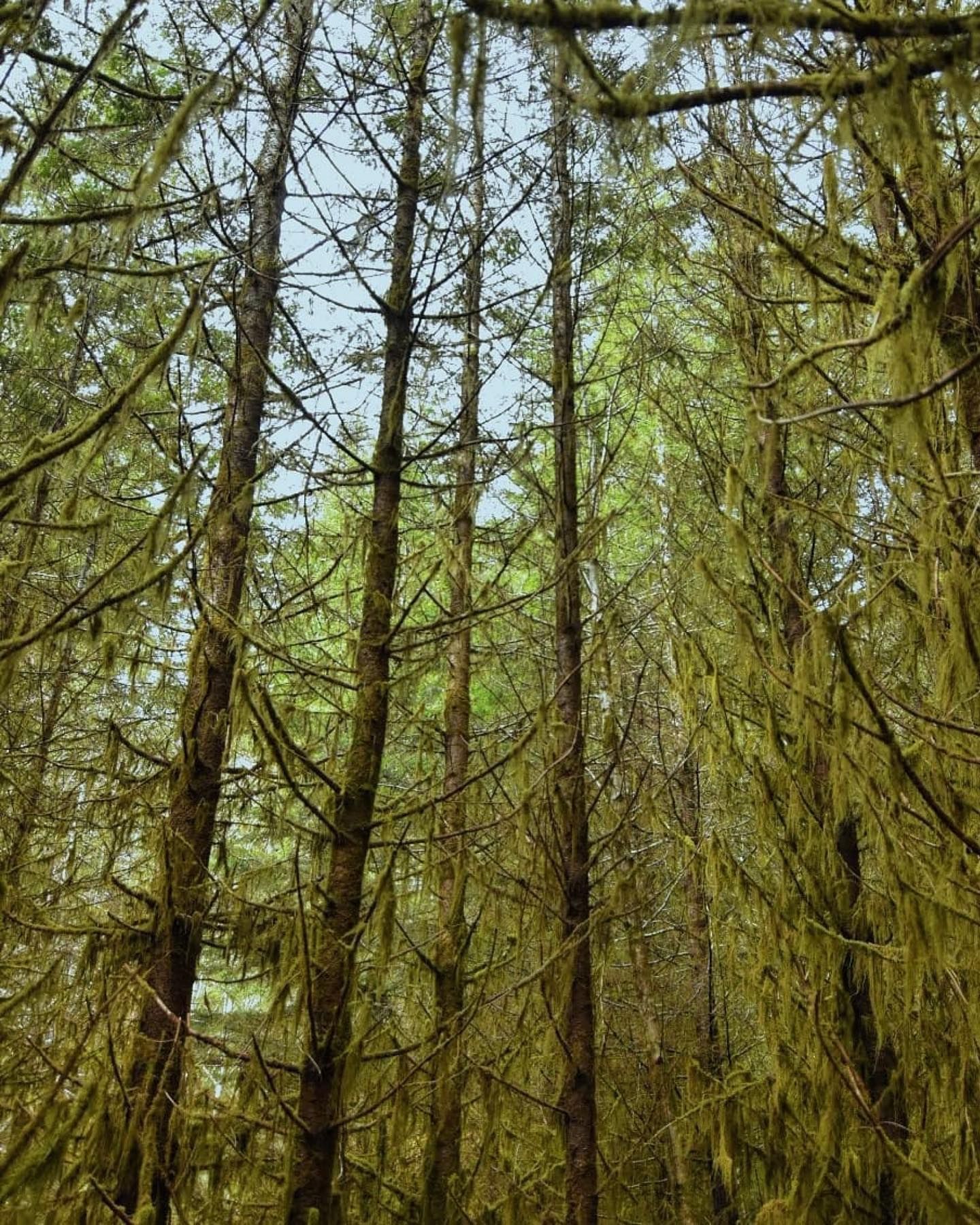 Repost @egb_outdoors What a veil... . . . . . #pnw #iamoregonborn #pnwexplored #pnwonderland #oregon #choosemountains #upperleftusa #cascadiaexplored #pnwadventuresquad #oregonexplored #traveloregon #pnwcollective #pacificnorthwest #thatpnwlife #pnw_shooters #pnwescapes #amongthewild #theoutbound #optoutside #upperleftliving #roamtheplanet #pnwdiscovered #pnwcrew #pnwroamers #destinationpnw #jj_Oregon #rainforest #oregonwanderlust #westbysouthwest #portland