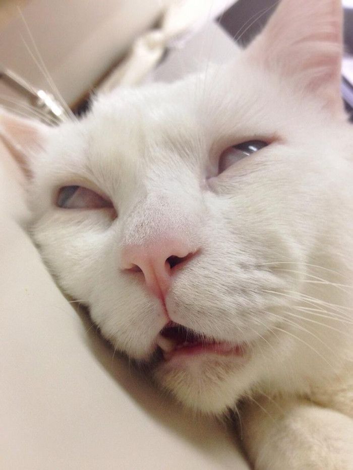 猫 白目 のアイデア 件 21 猫 猫 セツ ねこ 猫 白目 のアイデア 件 21 猫 猫 セツ ねこ