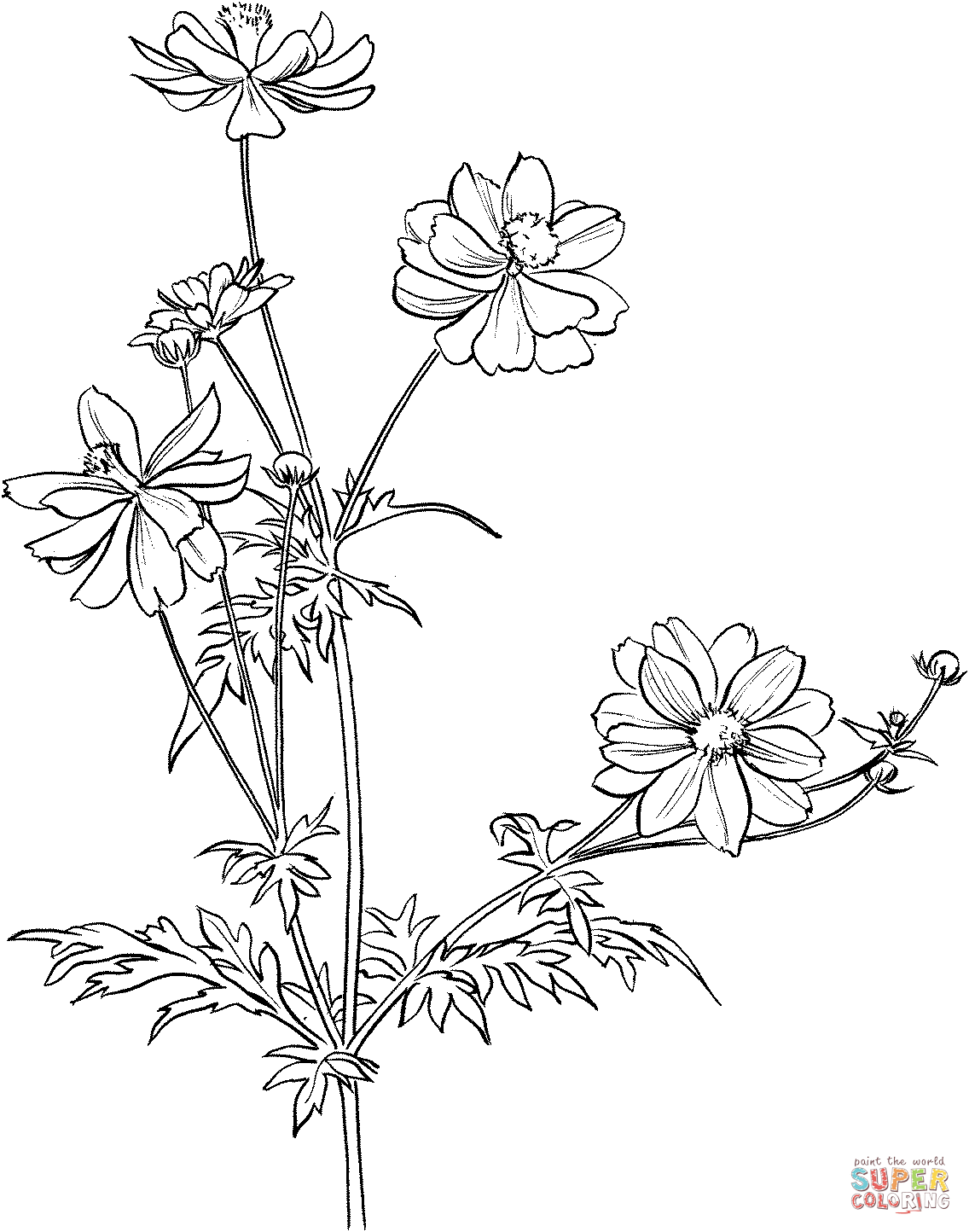 Cosmos Bipinnatus Or Garden Cosmos Or Mexican Aster Coloring Page From Cosmos Category Select From Printable Crafts Of Cartoons Nature Animals Cosmos Bipinnatus Or Garden Cosmos Or Mexican Aster Coloring Page From Cosmos Category Select From Printable Crafts Of Cartoons Nature Animals