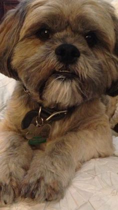Zeek Lhasa Apso Lhasa Apso Dog Friends Shih Tzu