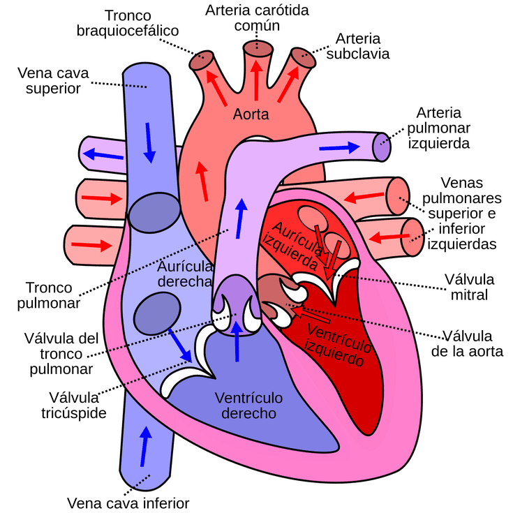cuales man-child las venas del corazon