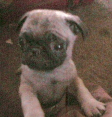 Chinese Pug Puppy 4 Sale Chinese Pug Pug Puppy Pug Puppies