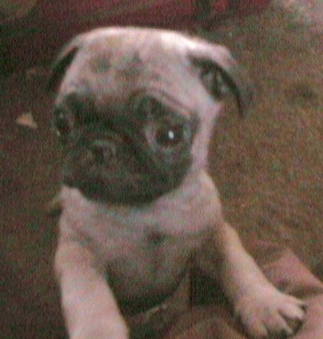 chinese pug puppies for sale