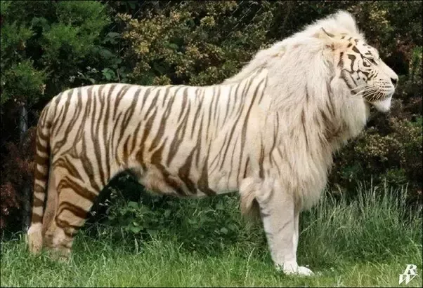 What are some of the most interesting hybrid animals? - Quora