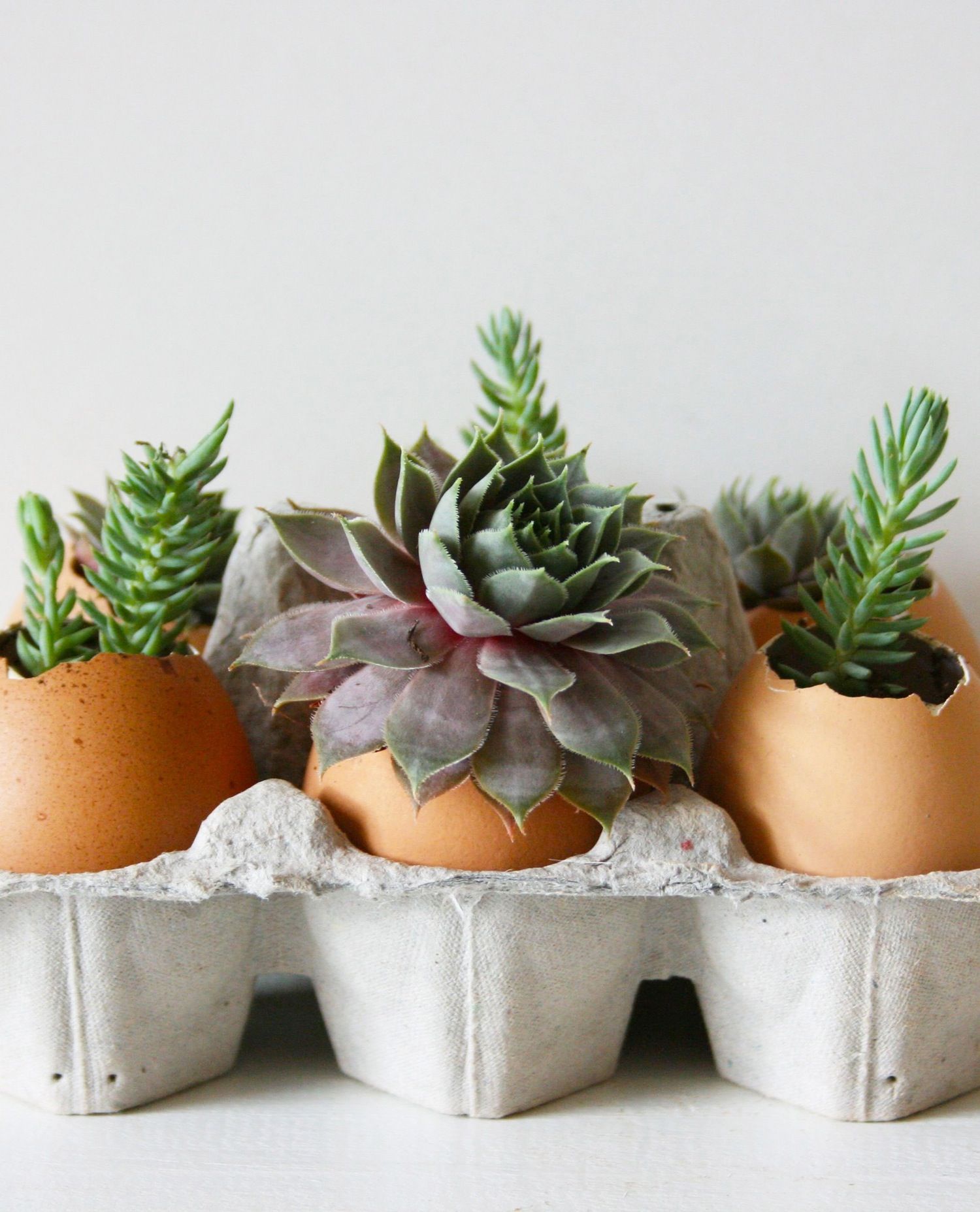 I’ll be the first to admit that keeping plants alive is not my strong suit. After years of denial—and time, money, and effort wasted—I now stick to a strict succulent-only rule when bringing plants home. For a twist on regular potted succulents, I decided to plant some in eggshells. It was a fun way to combine my love of food and cooking with my (relatively) newfound success caring for succulents. The whole project was quick and easy and the finished product now happily rests on the windowsil... Succulent Care, Succulent Pots, Cacti And Succulents, Planting Succulents, Planting Flowers, Succulent Containers, Garden And Yard, Indoor Garden, Garden Plants