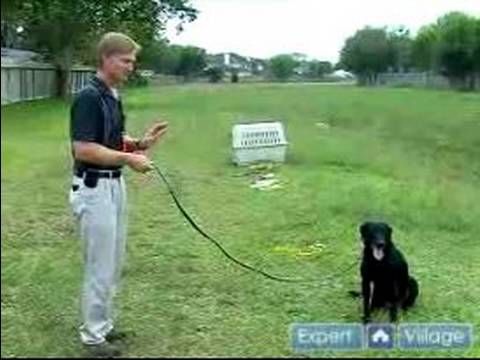 Train Your Bird Hunting Dog To Stay On Command In This Free Video