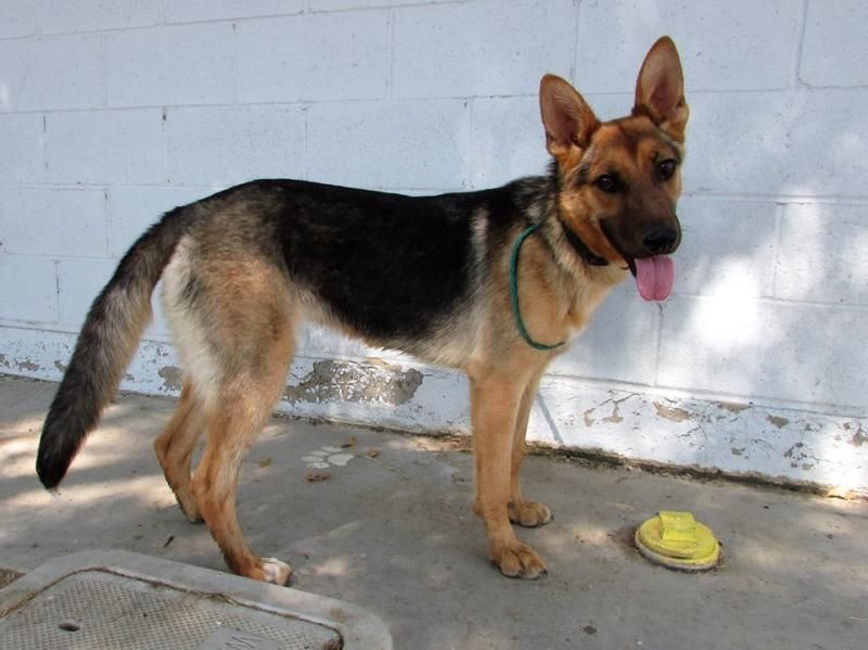 Adopt Venus On German Shepherd Dogs Animals Dogs