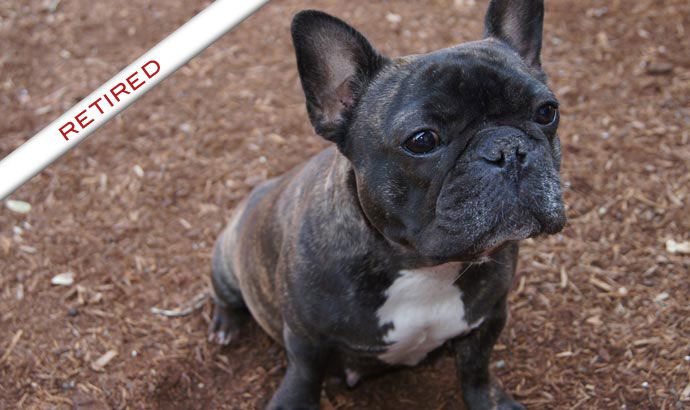 Daystar French Bulldogs Click Here To View Misty Morning S
