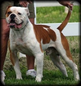Category A Dog Breed American Bulldog Bulldog Breeds American