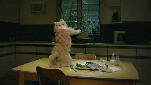 Dafaq This Cat Is Doing Photos Anim Es Chat Dr Le Chats Et Chatons