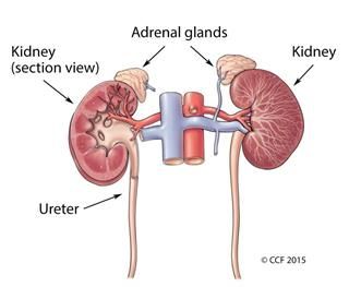 adrenal tumor on kidney adrenal tumor on kidney