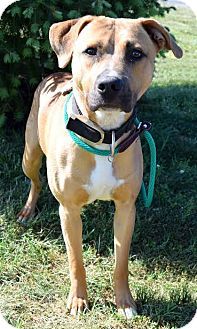 Westampton Nj American Staffordshire Terrier Boxer Mix Meet