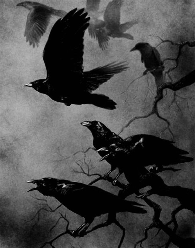 Three black crows meaning