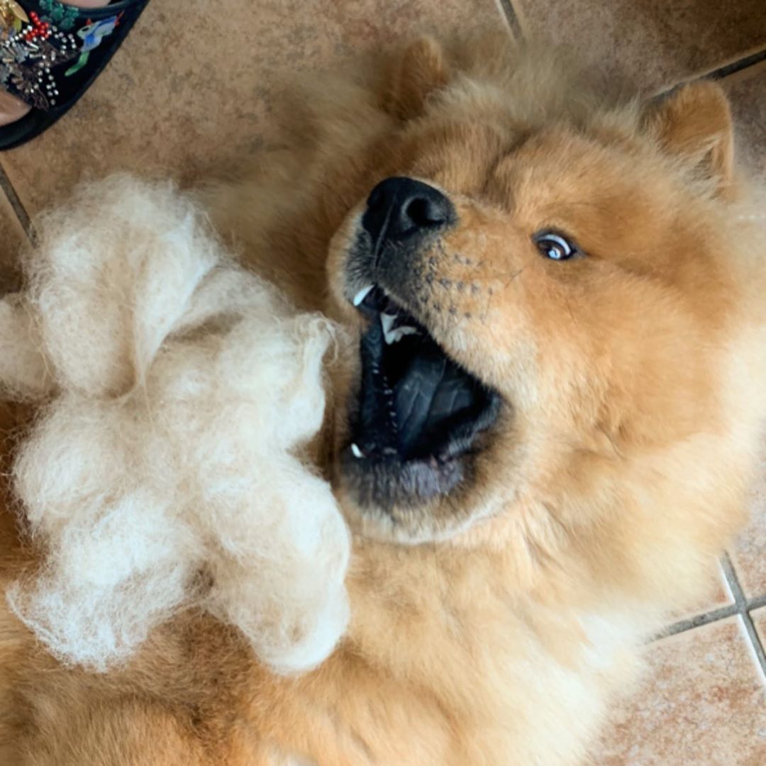 Woah Is This All Mine Is Anyone Else Shedding As Much As I Am