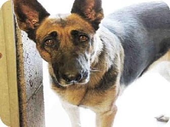 Adopt German Shepherd Rottweiler Puppy On Rottweiler Puppies