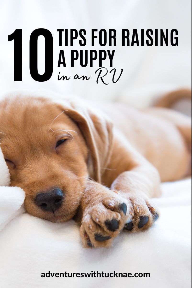10 Tips For Raising A Puppy In An Rv Artofit 10 Tips For Raising A Puppy In An Rv Artofit
