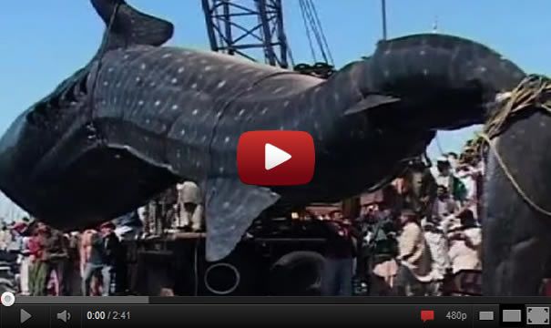 West Side Story Sharks Google Search West Side Story 1961 West Side Story West Side Story Characters