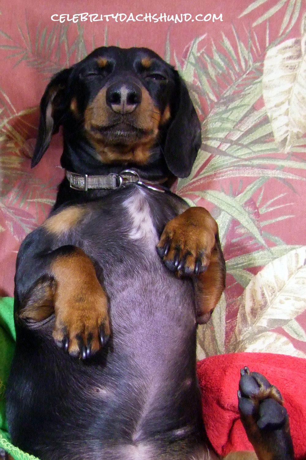 Quality Time With My Bro Sleeping Dogs Wiener Dog