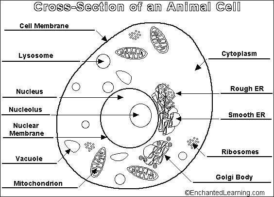 Plant Cell Black And White Best Of Cells Cells They Re Made Of plant-cell-black-and-white-best-of-cells-cells-they-re-made-of