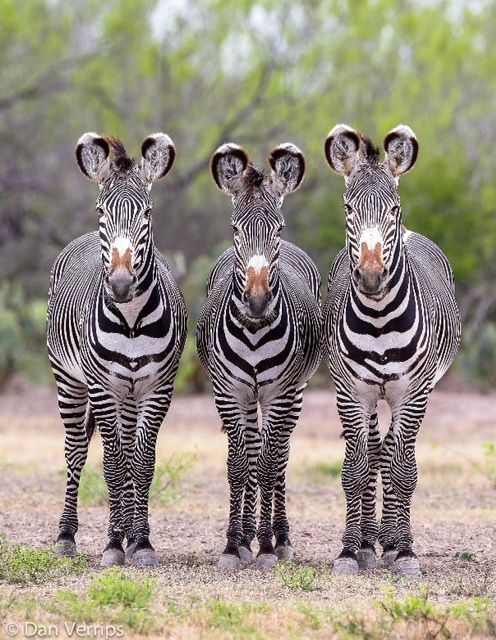 The Grevy's Zebra is listed as Endangered and is the most threatened of the three remaining zebra species. There are believed to be fewer than 2,000 Grevy's Zebras left in the wild. Earlier in this century, this beautiful animal was threatened by trophy hunting and is now endangered due to habitat loss and competition with domesticated livestock. #zebra #endangeredspecies Nature Animals, Animals And Pets, Baby Animals, Funny Animals, Cute Animals, Wild Animals, African Wildlife, African Animals, Zebras