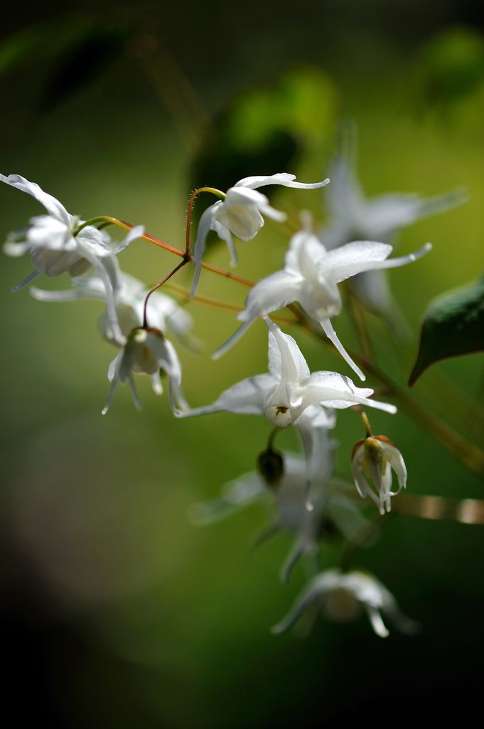 イカリソウ Barrenwort Plants Garden Flowers イカリソウ Barrenwort Plants Garden Flowers