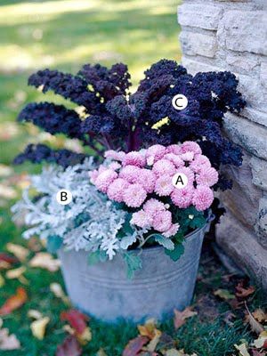 a pink mum chrysanthemum