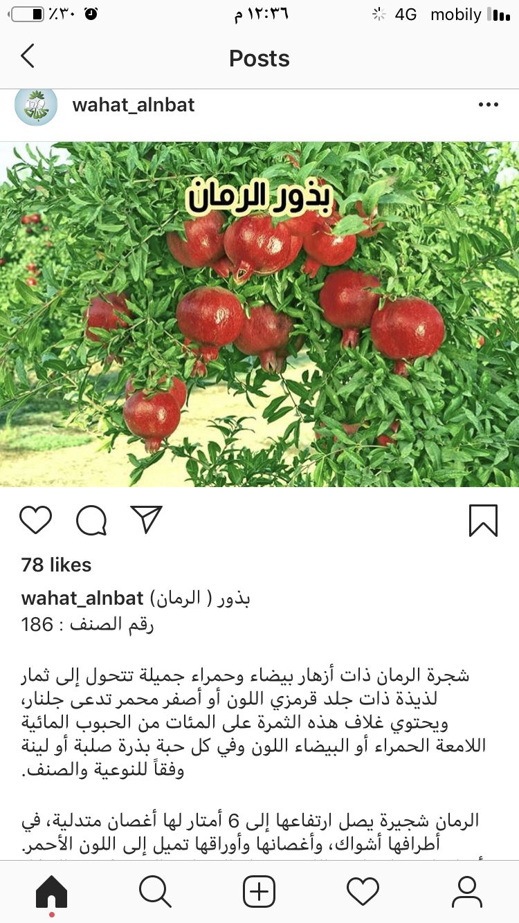 Pin By Faizah On نباتات Vegetables Garden Radish
