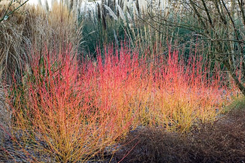 Rode kornoelje 'Winter Beauty' (Cornus sanguinea 'Winter Beauty'