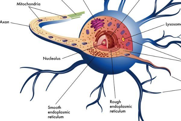 nerve cell diagram for kids