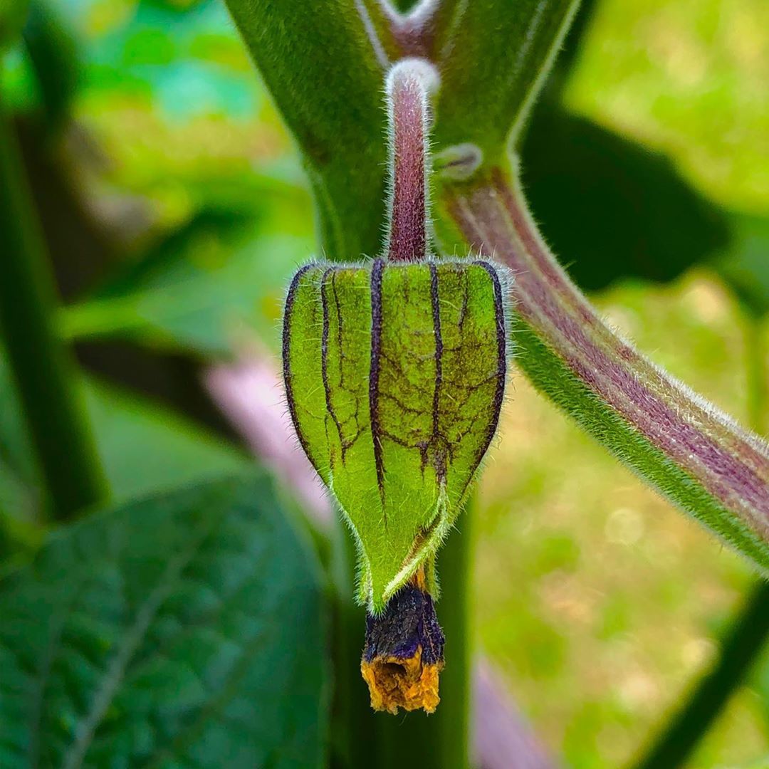 ist sie nicht hubsch die physalis pflanzen in unserem garten legen jetzt richtig los aber ich muss zugeben ich habe physalis pflanzen gartenarbeit physalis